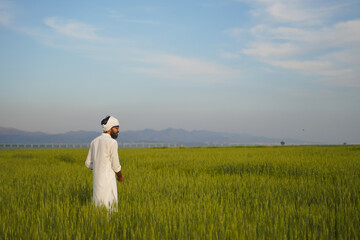 A traditional Indian Pakistani Farmer walking through the wheat filed under blue sky and mountains in the background.
