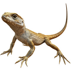 Naklejka premium Detailed Portrait of a Realistic Lizard on a white background.