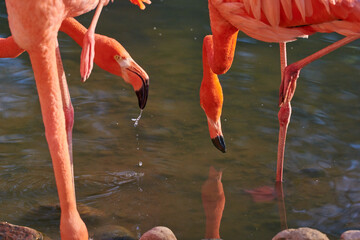 Caribbean flamingo in artificial habitat.
The Caribbean flamingo (Phoenicopterus ruber) is a species of bird from the flamingidae family. 
