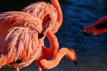 Caribbean flamingo in artificial habitat.
The Caribbean flamingo (Phoenicopterus ruber) is a species of bird from the flamingidae family. 
