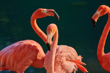 Caribbean flamingo in artificial habitat.
The Caribbean flamingo (Phoenicopterus ruber) is a species of bird from the flamingidae family. 
