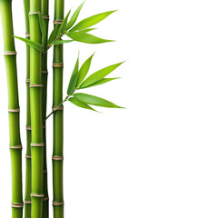 Lush Green Bamboo Stalks on a Black Background