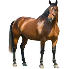 Obraz premium Majestic Brown Horse in Stunning Detail on a white background.
