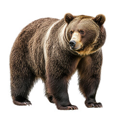 Obraz premium Majestic Grizzly Bear in Full Stride with Transparent Background