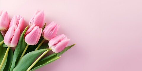 Beautiful pink tulips on a pastel background with