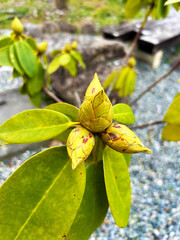 Obraz premium 色鮮やかなシャクナゲ