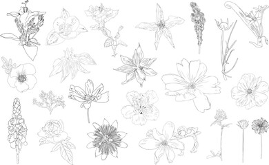 Flowers outlines vector illustrations Great for wedding, cards, invitation. Botanical art line. Hibiscus, dandelion, rose, magnolia, passion flower, tulip, persian onion, clover, cosmos, dahlia. 