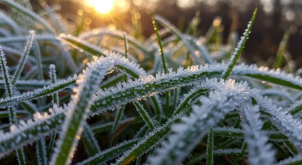Fototapeta premium Frost-covered grass glistens in morning sunlight, creating a serene winter