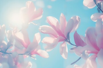 Fototapeta premium delicate pink magnolia blossoms in full bloom against azure sky soft morning light filtering through translucent petals creating ethereal glow