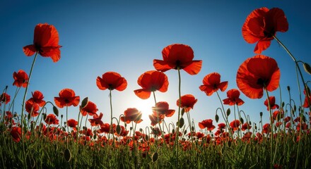 Obraz premium Vibrant field of red poppies under a clear blue sky at sunset
