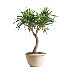 Obraz premium Striking dragon tree png exotic dragon tree png bold dragon tree png sculptural dragon tree png unique dragon tree png transparent background image