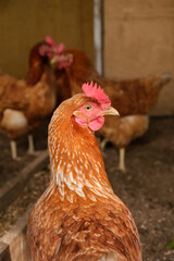 A lonely hen stands apart from the gossiping birds. Copy space.