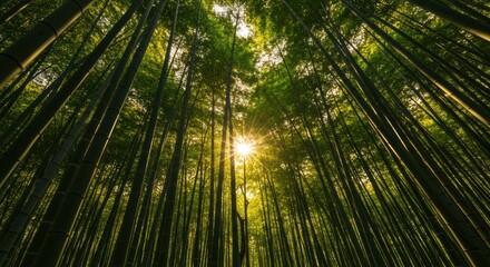 Fototapeta premium Sunlight filtering through a dense bamboo forest, creating a tranquil atmosphere