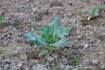 Cauliflower plant growing in field, Cauliflower growing in field