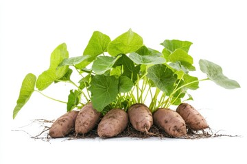 Fresh sweet potatoes sprouting with green leaves, a vibrant display of nature's bounty isolated on transparent background