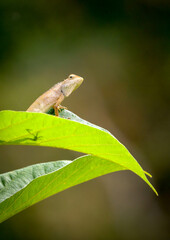 oriental garden lizard on green leaf