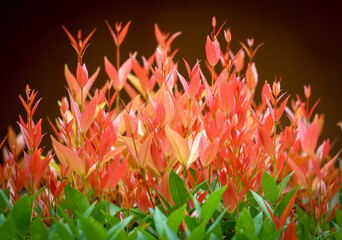 young shoots of a plant