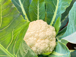 Cauliflower in field, Cauliflower growing in field for harvesting