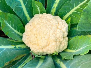 Cauliflower growing in field, Cauliflower in field Top View