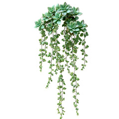 A 3D Hanging Succulent with Cascading Vines Isolated on Transparent Background