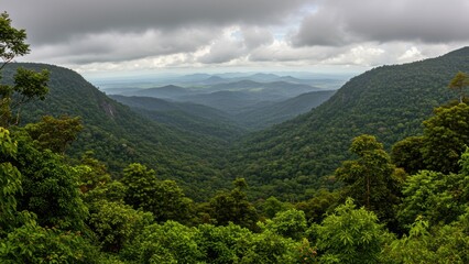 Fototapeta premium A lush valley with a dense forest viewed from a high point.
