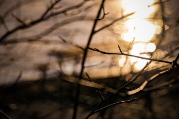 A tree branch with a sun in the background