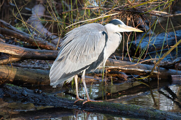 great blue heron
