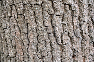 Close-up of Tree Bark with Rough Texture