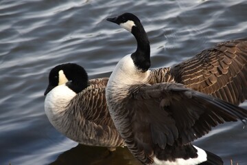 Two Canada geese are standing at the seaside in sunny spring day.