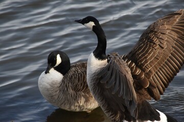 Obraz premium Two Canada geese are standing at the seaside in sunny spring day.