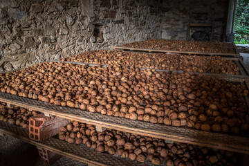 A close-up of a large pile of walnuts in their shells, highlighting their rough texture and natural brown tones. Rustic and organic, perfect for food and agriculture themes.