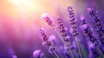 Obraz premium Blooming Lavender Field in Soft Sunlight with Floral Purple Hues