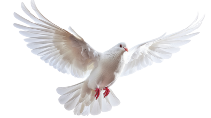 🕊️ Soaring Peace: A pure white dove, wings outstretched, symbolizes peace and hope in a captivating visual. 