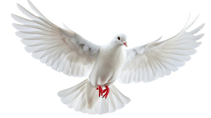 Obraz premium Soaring Freedom: A pristine white dove, captured mid-flight, embodies peace, serenity, and the boundless freedom of the sky. Its elegant wings spread wide.