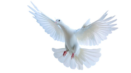 Obraz premium Dove of Peace in Flight: A pristine white dove, symbolizing peace, hope, and freedom, soars gracefully with its wings spread wide against a serene backdrop. Capturing its elegant flight.