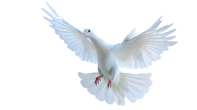 Dove of Peace in Flight: A pristine white dove, symbolizing peace, hope, and freedom, soars gracefully with its wings spread wide against a serene backdrop. Capturing its elegant flight.