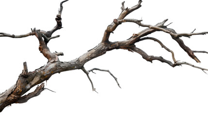 Withered Branch: An evocative image of a weathered tree branch, its gnarled form and intricate details against a simple backdrop, symbolizing resilience.