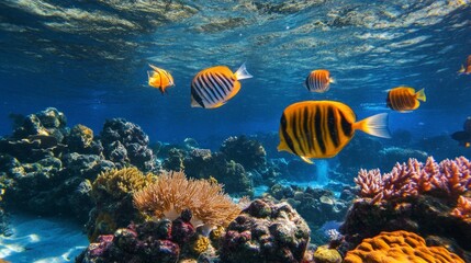 Fototapeta premium Swimming Striped Fish Among Coral Reefs in Clear Tropical Ocean Water