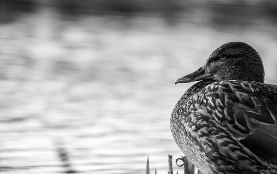 Close up of a mallard duck