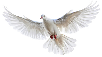 Fototapeta premium Dove of Peace: A pristine white dove gracefully soars, its wings fully outstretched, embodying peace and hope with a soft light enhancing its serene presence. 