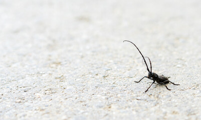 Close-up of black longhorn beetle with long antennae crawling on pavement surface, natural behavior in an open environment, Cerambycidae long-horned or longicorns, copy space