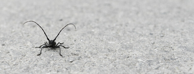close-up black longhorn beetle with large curved antennae stands on rough gray surface, Cerambycidae long-horned or longicorns, copy space, entomological zoological concept