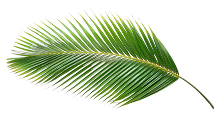 Obraz premium Detailed view of juicy green palm leaf on transparent background