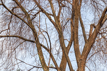 The trees are dry and leafless in winter