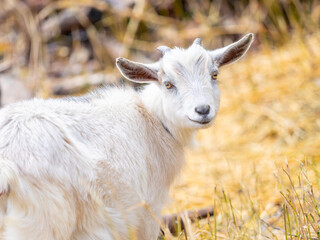 Fototapeta premium 放し飼いされているヤギ
