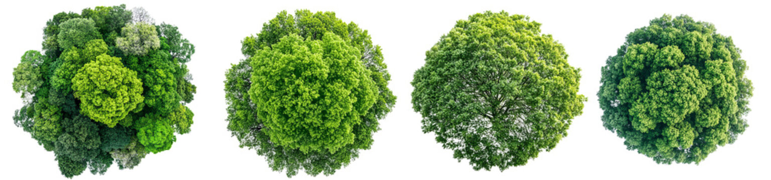 set of four top down view of tree tops