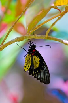 Vibrant Black And Yellow Butterfly Perched On A Leaf With Blurry Background