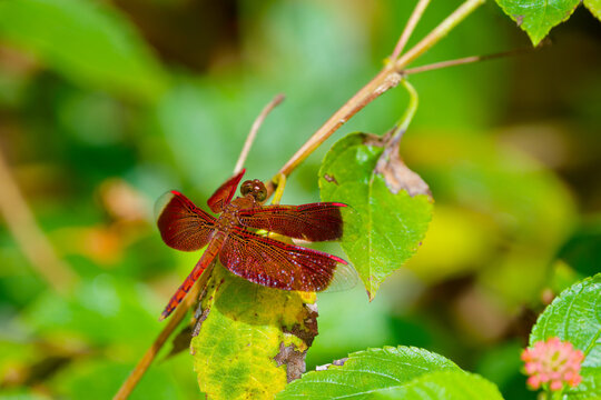 Crimson Red Dragonfly Resting on a Green Leaf in Natural Surroundings