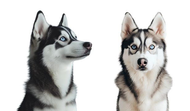 Set of Siberian Husky with striking blue eyes sitting proudly isolated on a white or transparent background.