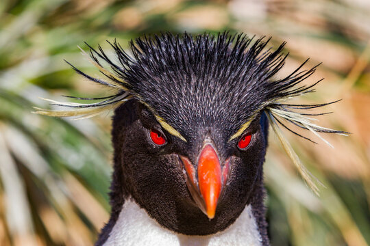 Adult rockhopper penguin (Eudyptes chrysocome chrysocome) at breeding and molting colony on New Island, Falkland Islands - Powered by Adobe